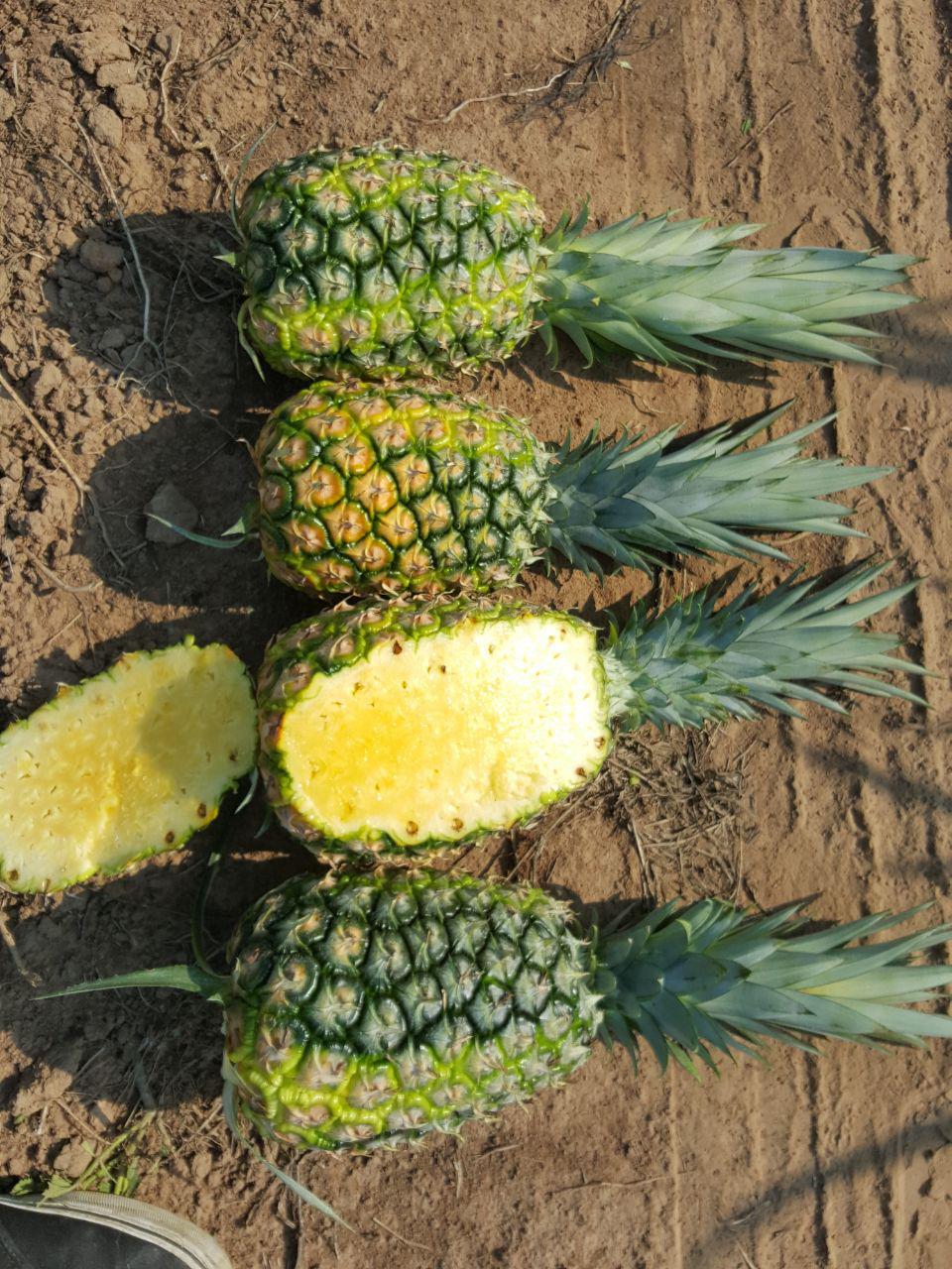 Pineapple - grupo piñero lustrillo